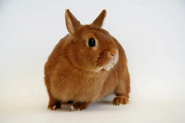 白色背景的红兔 兔子年 — 图库照片