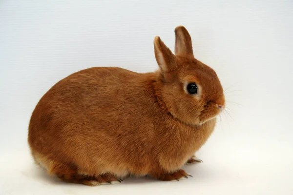 Красный Кролик Белом Фоне Год Кролика — стоковое фото