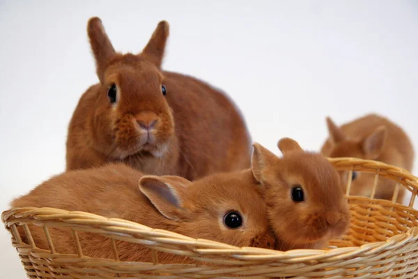 Kırmızı Tavşanlı Anne Çocuklar Sepetin Içinde Beyaz Arka Planda Tavşan — Stok fotoğraf