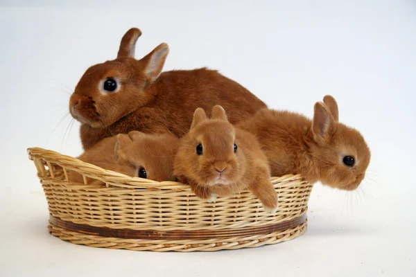 배경에 바구니에 아이들을 토끼의 — 스톡 사진