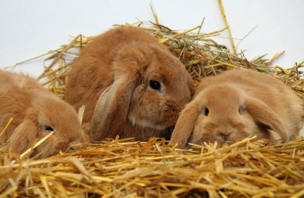 Mère Lapin Rouge Avec Des Enfants Sur Fond Paille Année — Photo