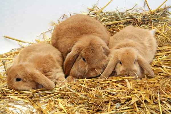 Röd Kanin Mor Med Barn Halm Bakgrund Kanin — Stockfoto