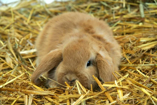 Red Rabbit Mother Children Straw Background Year Rabbit — Stock Photo, Image
