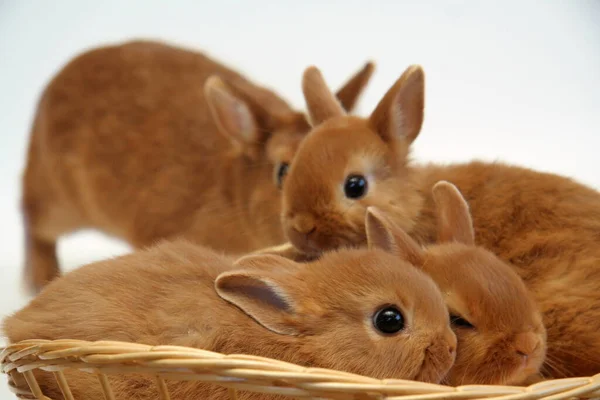 Conejo Rojo Madre Con Niños Sobre Fondo Paja Año Del —  Fotos de Stock