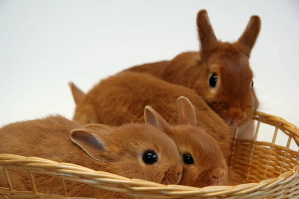 Çocuklu Kırmızı Tavşan Anne Saman Arka Planda Tavşan Yılı — Stok fotoğraf