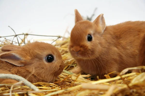 Madre Coniglio Rosso Con Bambini Uno Sfondo Paglia Anno Del — Foto Stock