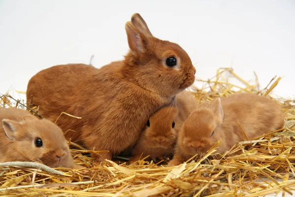红兔妈妈 有孩子 有稻草背景 兔子年 — 图库照片