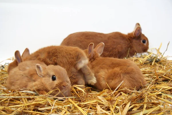 Madre Coniglio Rosso Con Bambini Uno Sfondo Paglia Anno Del — Foto Stock