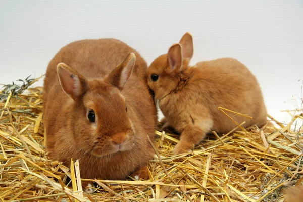 Rotes Kaninchen Mutter Mit Kindern Auf Stroh Hintergrund Jahr Des — Stockfoto