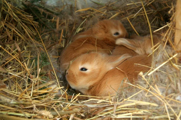 Conejo Rojo Madre Con Niños Sobre Fondo Paja Año Del — Foto de Stock