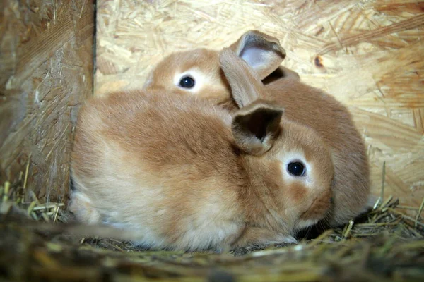 Conejo Rojo Madre Con Niños Sobre Fondo Paja Año Del — Foto de Stock