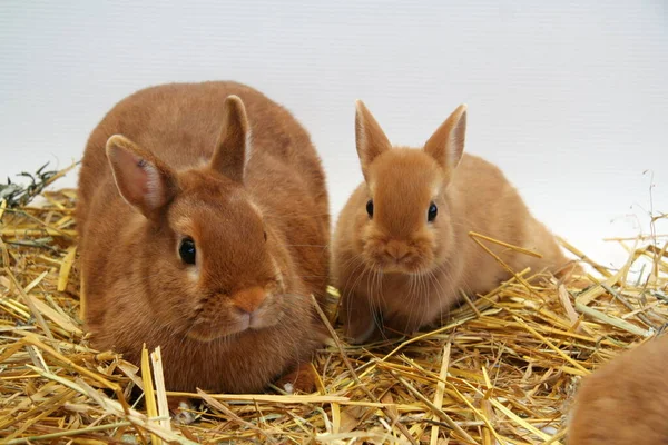 Rotes Kaninchen Mutter Mit Kindern Auf Stroh Hintergrund Jahr Des Stockbild