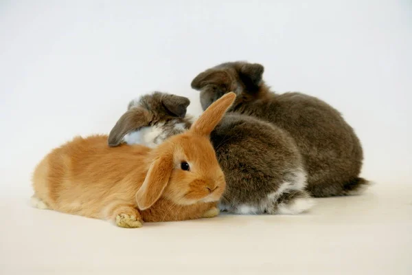 Beyaz Arka Planda Farklı Renklerde Tavşanları — Stok fotoğraf