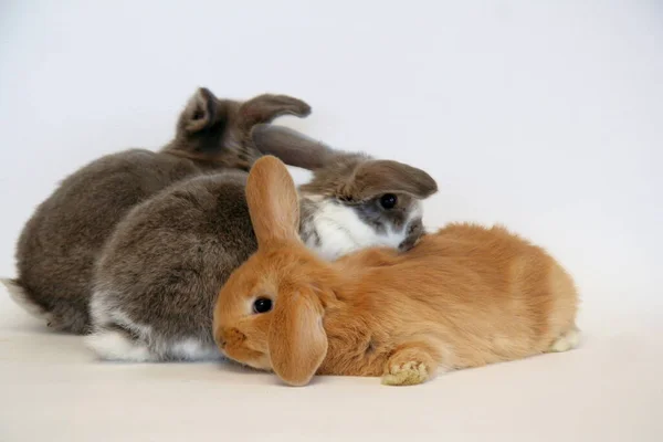 House Rabbits Different Colors White Background — Stock Photo, Image
