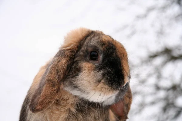 不同的家兔在农场里 冬天的时候 在雪地上 — 图库照片
