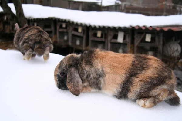 Διαφορετικά Κατοικίδια Κουνέλια Στο Αγρόκτημα Χειμώνα Στο Χιόνι — Φωτογραφία Αρχείου