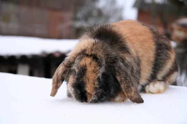 Verschiedene Hauskaninchen Auf Dem Bauernhof Winter Schnee — Stockfoto