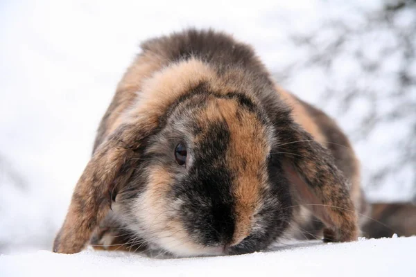 Различные Домашние Кролики Ферме Зимой Снегу — стоковое фото