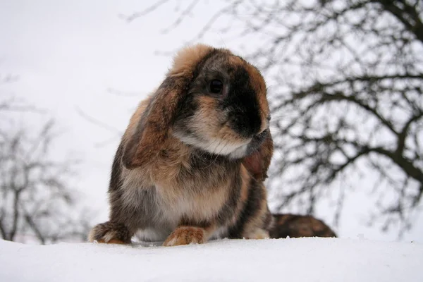 冬には雪の上で 農場で異なる国内のウサギ — ストック写真