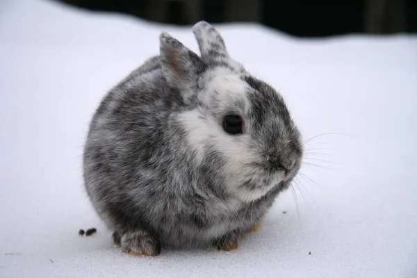 Different Domestic Rabbits Farm Winter Time Snow — Stock Photo, Image