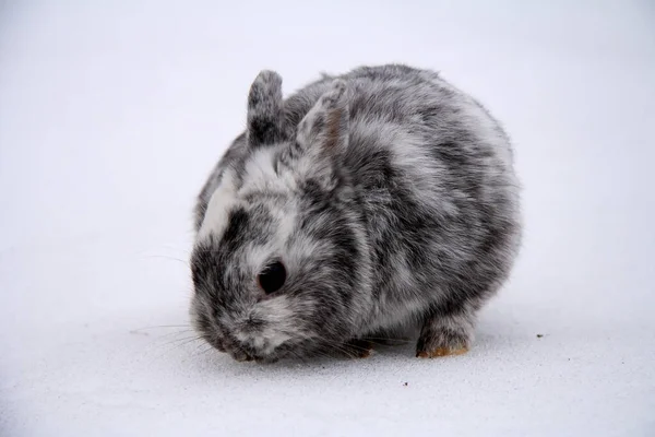 Різні Домашні Кролики Фермі Взимку Снігу — стокове фото