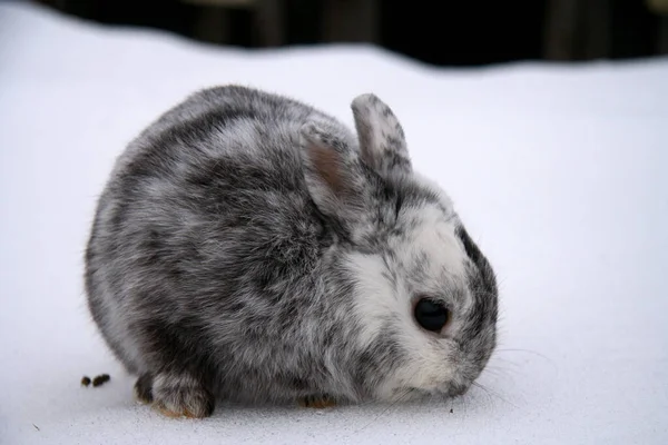 Çiftlikte Farklı Evcil Tavşanlar Kışın Karda — Stok fotoğraf