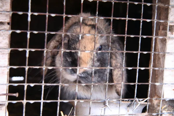 Çiftlikte farklı evcil tavşanlar, kışın, karda.