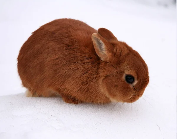 Çiftlikte Farklı Evcil Tavşanlar Kışın Karda — Stok fotoğraf