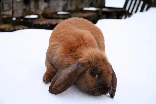 Different Domestic Rabbits Farm Winter Time Snow — Stock Photo, Image