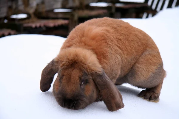 Διαφορετικά Κατοικίδια Κουνέλια Στο Αγρόκτημα Χειμώνα Στο Χιόνι — Φωτογραφία Αρχείου