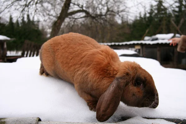Різні Домашні Кролики Фермі Взимку Снігу — стокове фото