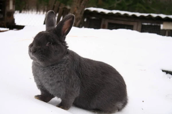 Различные Домашние Кролики Ферме Зимой Снегу — стоковое фото