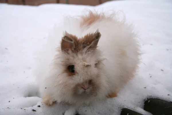 Forskjellige Kaniner Gården Vinteren Snøen – stockfoto