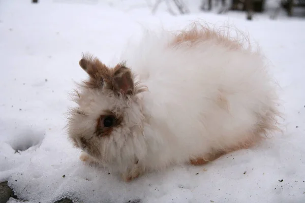 Diferentes Conejos Domésticos Granja Invierno Nieve — Foto de Stock