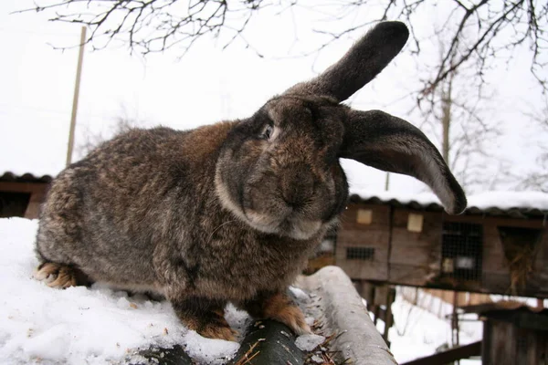 Diferentes Conejos Domésticos Granja Invierno Nieve —  Fotos de Stock