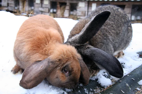 冬には雪の上で 農場で異なる国内のウサギ — ストック写真