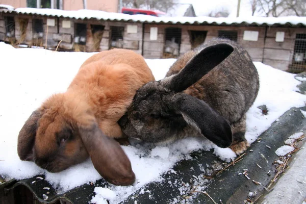 Diversi Conigli Domestici Azienda Inverno Sulla Neve — Foto Stock
