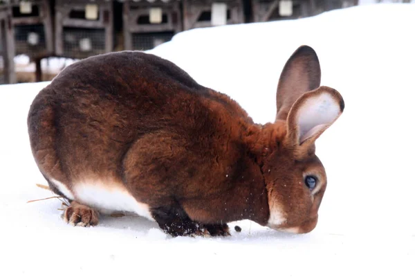 Diferentes Conejos Domésticos Granja Invierno Nieve — Foto de Stock
