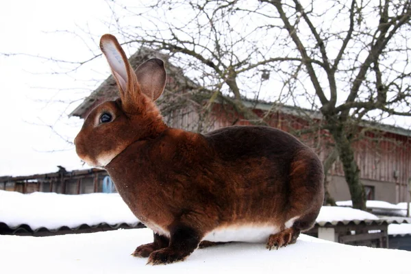 Coelhos Domésticos Diferentes Fazenda Tempo Inverno Neve — Fotografia de Stock