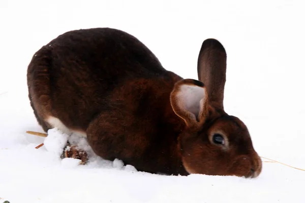 Diferentes Conejos Domésticos Granja Invierno Nieve —  Fotos de Stock