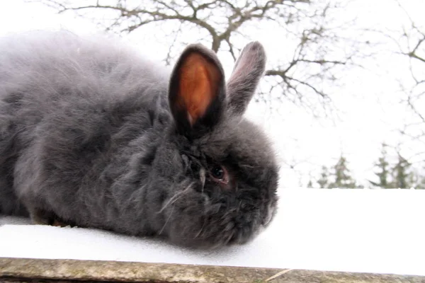不同的家兔在农场里 冬天的时候 在雪地上 — 图库照片