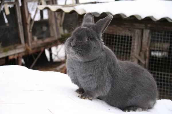 冬には雪の上で 農場で異なる国内のウサギ ロイヤリティフリーのストック写真