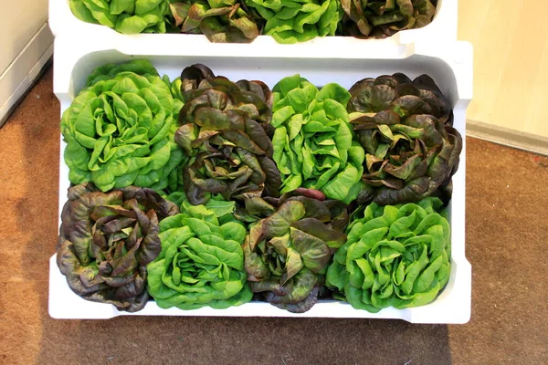 Set Different Fresh Green Salads White Plastic Box — Stock Photo, Image