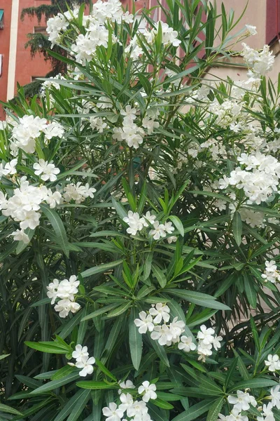 スペイン マドリードの夏に花を咲かせる白い雄花 — ストック写真