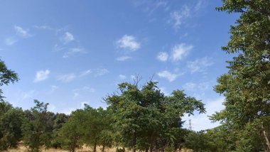 Madrid yakınlarındaki İspanya 'da uzun çam ağaçları ormanı, Casa de Campo.