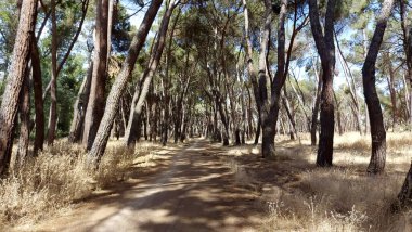 Madrid yakınlarındaki İspanya 'da uzun çam ağaçları ormanı, Casa de Campo.