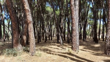 Madrid yakınlarındaki İspanya 'da uzun çam ağaçları ormanı, Casa de Campo.