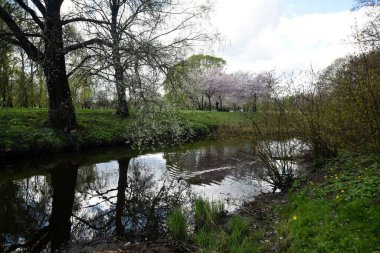 Riga. - Letonya. 27 Nisan 2023. Riga 'daki Zafer Parkı' nda Sakura 'nın gelişimi