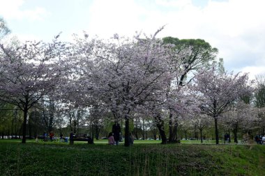 Riga. - Letonya. 27 Nisan 2023. Riga 'daki Zafer Parkı' nda Sakura 'nın gelişimi