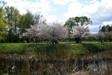 Riga. - Letonya. 27 Nisan 2023. Riga 'daki Zafer Parkı' nda Sakura 'nın gelişimi